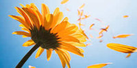 View larger image of Sunflower blowing in the wind